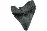 Fossil Megalodon Tooth - South Carolina #171131-1